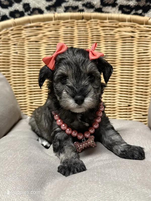 Kimi – Miniature Schnauzer puppy for sale in Marrero, LA