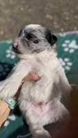 Rafiki, a male Miniature Schnauzer for sale in Marrero, LA – 2 of 3