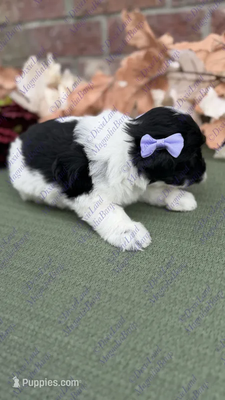 Sarabi – Miniature Schnauzer puppy on hold in Marrero, LA