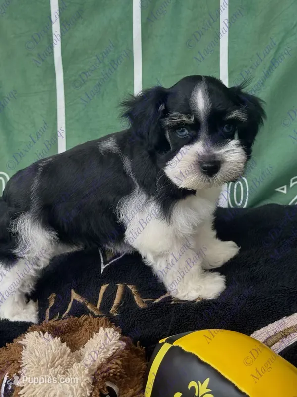 Zazu – Miniature Schnauzer puppy for sale in Marrero, LA