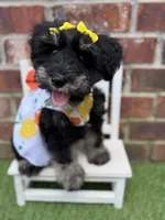 Susie, a female Miniature Schnauzer for sale in Marrero, LA – 3 of 10
