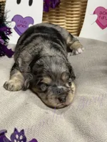 Danny, a male Miniature Schnauzer for sale in Marrero, LA – 3 of 10