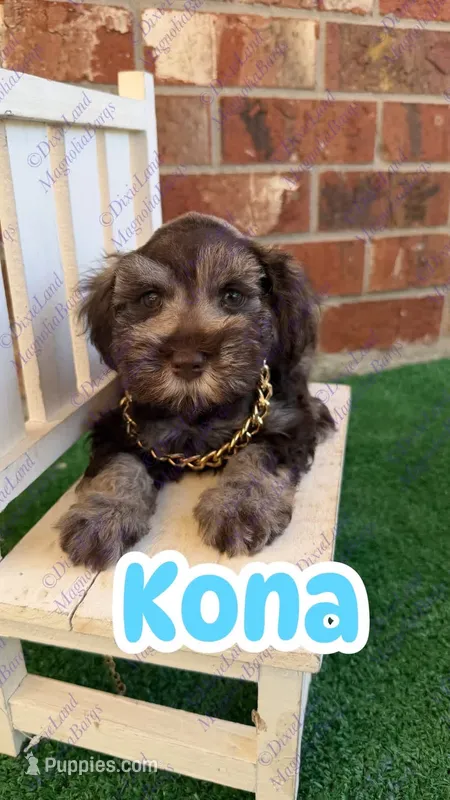 Kona – Miniature Schnauzer puppy for sale in Marrero, LA