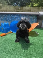Tommy , a male Miniature Schnauzer for sale in Marrero, LA – 9 of 10