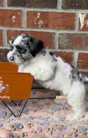 Rafiki, a male Miniature Schnauzer for sale in Marrero, LA – 3 of 8