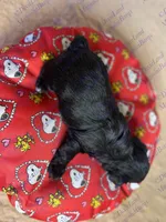 Dave , a male Miniature Schnauzer for sale in Marrero, LA – Photo 10 of 10
