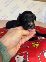 Dave , a male Miniature Schnauzer for sale in Marrero, LA – Photo 8 of 10