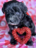 Dave , a male Miniature Schnauzer for sale in Marrero, LA – Photo 1 of 10