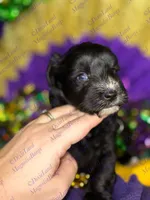 Dave , a male Miniature Schnauzer for sale in Marrero, LA – Photo 3 of 10