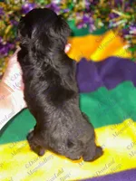 Dave , a male Miniature Schnauzer for sale in Marrero, LA – Photo 7 of 10