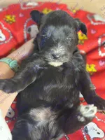 Dave , a male Miniature Schnauzer for sale in Marrero, LA – Photo 9 of 10