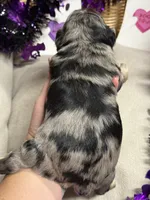 Danny, a male Miniature Schnauzer for sale in Marrero, LA – 9 of 10