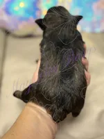 Sonny, a male Miniature Schnauzer for sale in Marrero, LA – 6 of 9