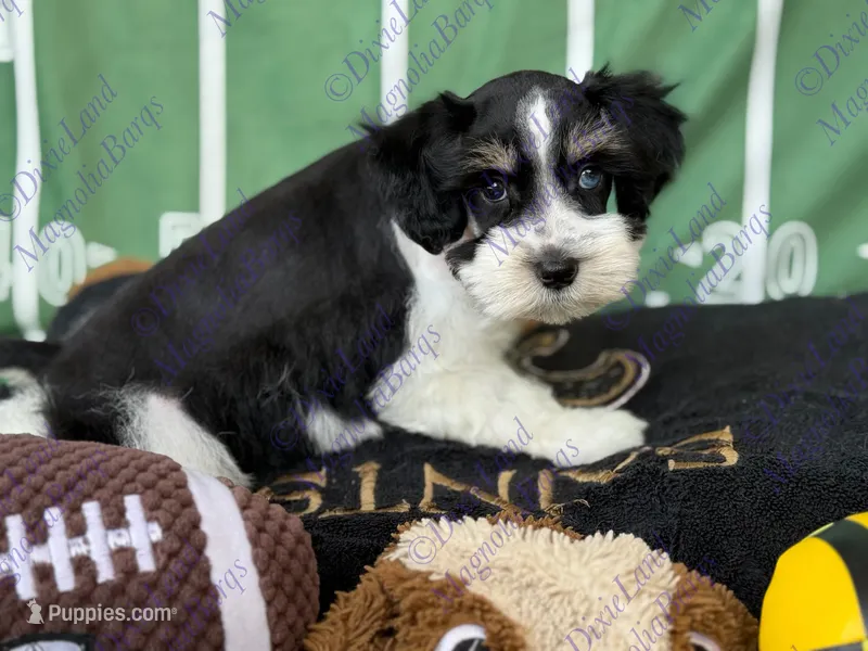 Simba – Miniature Schnauzer puppy for sale in Marrero, LA