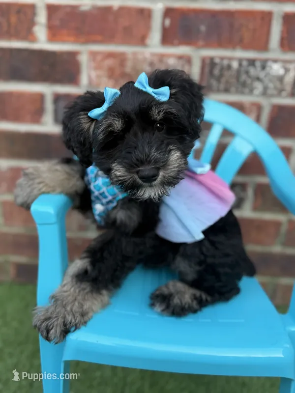 Susie – Miniature Schnauzer puppy for sale in Marrero, LA