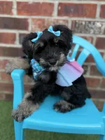 Susie, a female Miniature Schnauzer for sale in Marrero, LA – 1 of 10