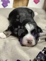 Kenickie, a male Miniature Schnauzer for sale in Marrero, LA – 1 of 9