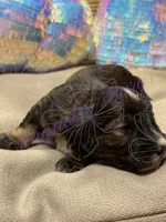 Sonny, a male Miniature Schnauzer for sale in Marrero, LA – 3 of 9