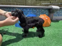 Tommy , a male Miniature Schnauzer for sale in Marrero, LA – 7 of 10