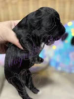 Rizzo, a female Miniature Schnauzer for sale in Marrero, LA – 2 of 10