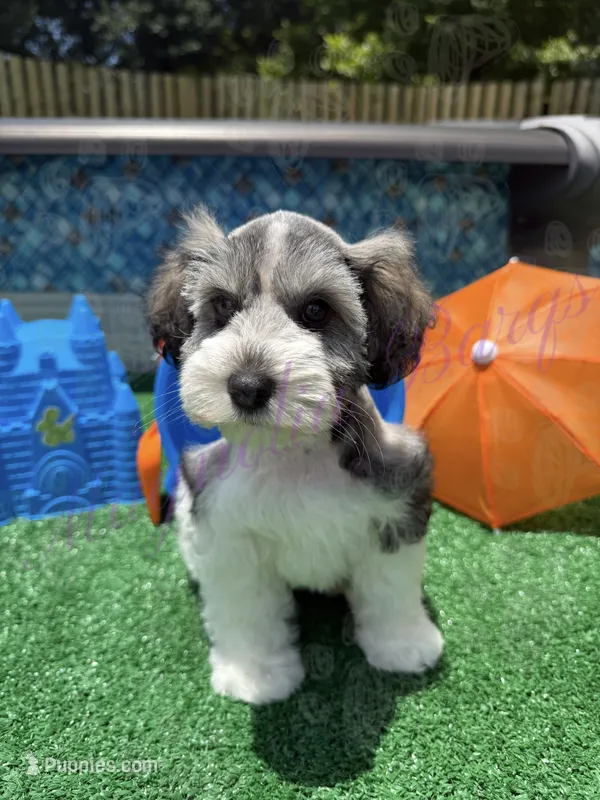 Chuckie – Miniature Schnauzer puppy for sale in Marrero, LA