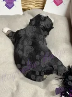 Kenickie, a male Miniature Schnauzer for sale in Marrero, LA – 4 of 9