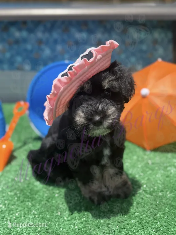Susie – Miniature Schnauzer puppy for sale in Marrero, LA