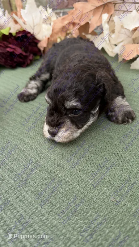Pumbaa – Miniature Schnauzer puppy for sale in Marrero, LA