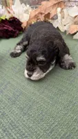 Pumbaa, a male Miniature Schnauzer for sale in Marrero, LA – 1 of 2