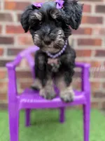 Susie, a female Miniature Schnauzer for sale in Marrero, LA – 2 of 10