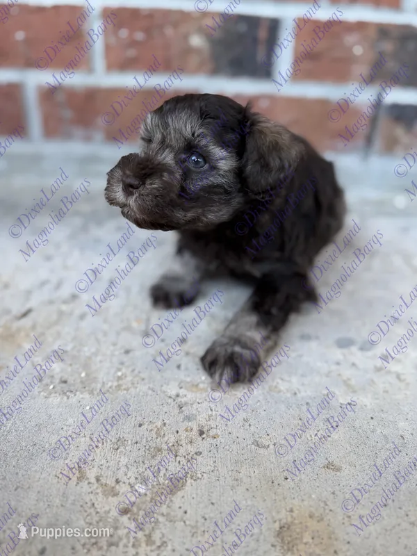 Kona – Miniature Schnauzer puppy for sale in Marrero, LA