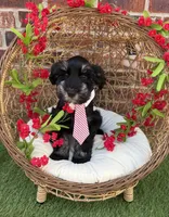 Tommy , a male Miniature Schnauzer for sale in Marrero, LA – 2 of 10