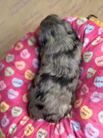 Stitch, a male Miniature Schnauzer for sale in Marrero, LA – Photo 8 of 8