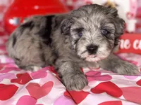 Stitch, a male Miniature Schnauzer for sale in Marrero, LA – Photo 4 of 8