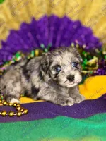 Stitch, a male Miniature Schnauzer for sale in Marrero, LA – Photo 6 of 8