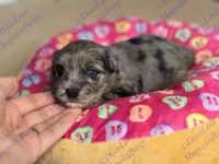 Stitch, a male Miniature Schnauzer for sale in Marrero, LA – Photo 7 of 8