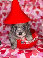 Stitch, a male Miniature Schnauzer for sale in Marrero, LA – Photo 2 of 8
