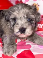 Stitch, a male Miniature Schnauzer for sale in Marrero, LA – Photo 3 of 8