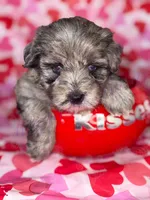 Stitch, a male Miniature Schnauzer for sale in Marrero, LA – Photo 1 of 8