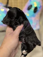 Rizzo, a female Miniature Schnauzer for sale in Marrero, LA – 4 of 10