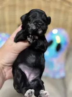 Rizzo, a female Miniature Schnauzer for sale in Marrero, LA – 6 of 10