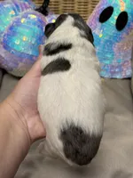 Sandy, a female Miniature Schnauzer for sale in Marrero, LA – 5 of 10