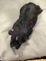 Sonny, a male Miniature Schnauzer for sale in Marrero, LA – 5 of 9
