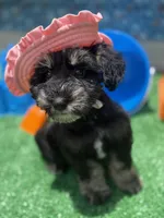 Susie, a female Miniature Schnauzer for sale in Marrero, LA – 9 of 10