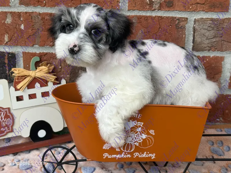 Rafiki – Miniature Schnauzer puppy for sale in Marrero, LA