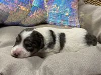 Sandy, a female Miniature Schnauzer for sale in Marrero, LA – 2 of 10