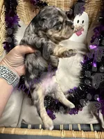 Danny, a male Miniature Schnauzer for sale in Marrero, LA – 10 of 10