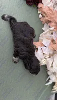 Pumbaa, a male Miniature Schnauzer for sale in Marrero, LA – 2 of 2