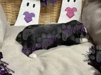 Kenickie, a male Miniature Schnauzer for sale in Marrero, LA – 7 of 9