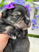 Angelica, a female Miniature Schnauzer for sale in Marrero, LA – Photo 3 of 10